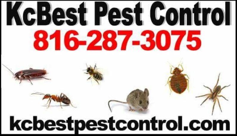 KC Best Pest Control in Independence, MO