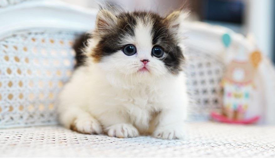 Munchkins Cattery in Duluth, MN